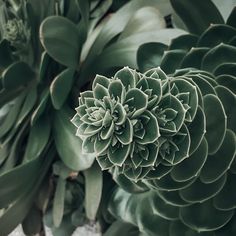 a close up view of some very pretty green plants