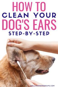 a dog getting its ears brushed by a veterinator with the words how to clean your dogs ears step - by - step