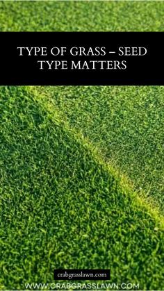 green grass with the words type of grass - seed type matters