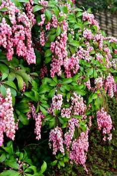 pink flowers are blooming on the bush outside