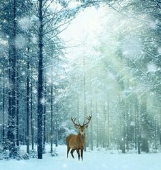 a deer standing in the middle of a snow covered forest