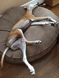 a brown and white dog laying on top of a cushion