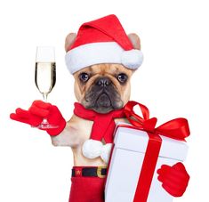 a dog wearing a santa hat and holding a glass of champagne in it's paws