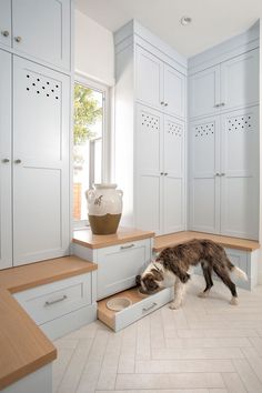 a dog is eating out of a drawer in the middle of a room with white cabinets