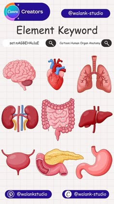 #Canva_Stickers_Keywords_Free #Canvas_Elements_Keyword #Canva_Poster_Ideas #Elemen_Canva_Keyword Elemen Canva Keyword, Organ Anatomy, Canva Illustration, Font Canva Lettering, Canva Aesthetic, Canva Codes, Human Organs, Canva Keywords, Human Organ