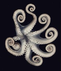 an octopus is shown in the dark with its tentacles curled up to resemble waves and spirals