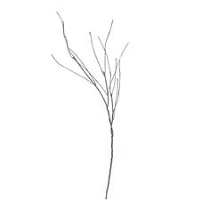 a branch with no leaves is shown against a white background