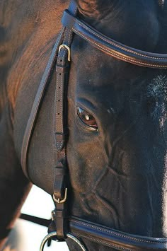 a close up of a horse's face and bridle