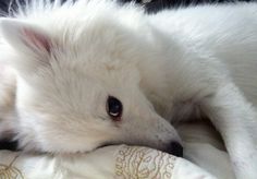 a white dog laying on top of a bed