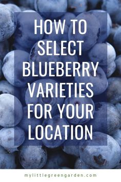 blueberries with the words how to select blueberry varieties for your location on it