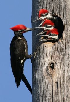 two red headed woodpeckers on a telephone pole with their beaks open