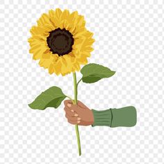 a hand holding a sunflower on a transparent background