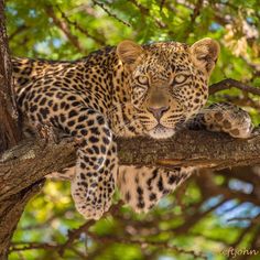 a leopard laying on top of a tree branch