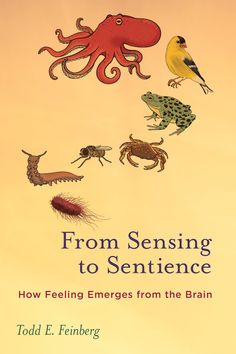 the cover of from senseing to sentence how feeling energies from the brain