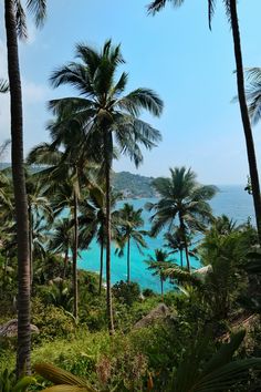 Palmtrees in Koh Tao Thailand Koh Tao, Ko Tao Thailand, Vision Boarding, Full Time Travel, Travel Spots, Koh Tao, I Want To Travel, Gap Year, Thailand Travel