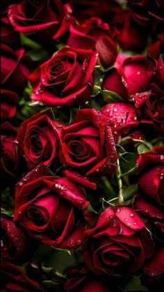 a bunch of red roses with water droplets on them