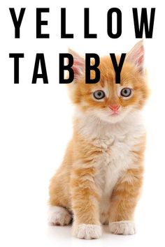 an orange and white kitten sitting in front of the words yellow tabby on it