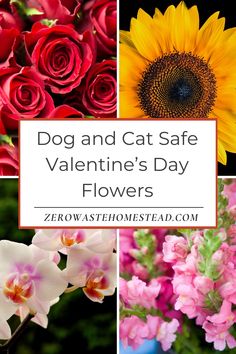 different flowers with the words dog and cat safe valentine's day flowers on them