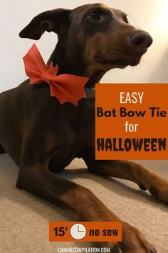 a brown dog wearing a red bow tie with the words easy bat bow tie for halloween