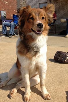 a brown and white dog sitting on the ground