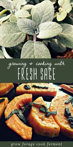 fresh sage leaves and carrots on a cutting board with the title growing & cooking with fresh sage