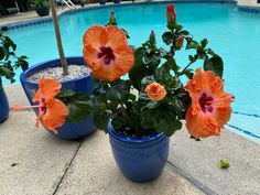 an orange flower in a blue pot next to a swimming pool with another plant beside it