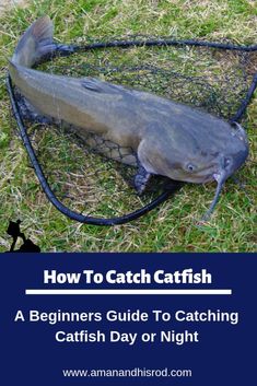 a large fish sitting on top of a net next to the words how to catch catfish