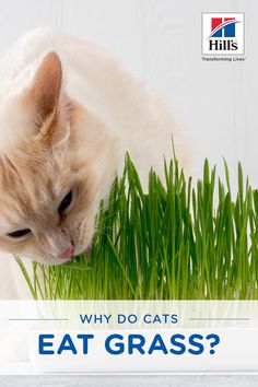 a cat sniffing grass with the words why do cats eat grass? on top of it