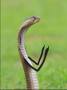 a brown and white snake with a black leash around its neck on the grass in front of a green field