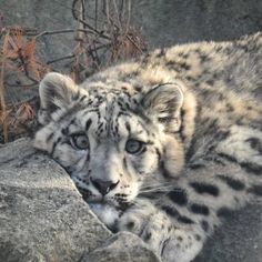 a snow leopard laying on top of a rock