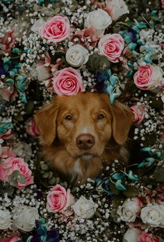 a dog surrounded by flowers and greenery with its face peeking out from the center