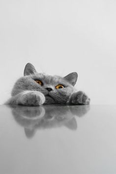 a gray cat laying on top of a table