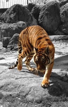 a large tiger walking across a rocky field