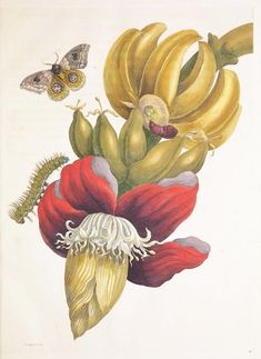 an illustration of bananas and other flowers with a butterfly on the backgroung