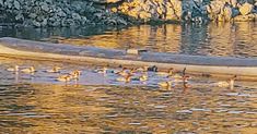 several ducks are swimming in the water next to a large log and some rocks on the shore