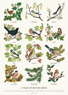 a poster with birds and flowers on it's sides, including the words year of british birds