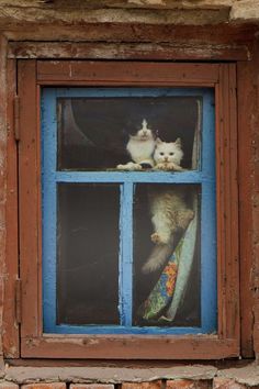 two cats are sitting in the window sill