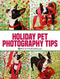 a black and white dog wearing a red scarf