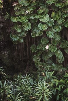 the jungle is full of green plants and trees