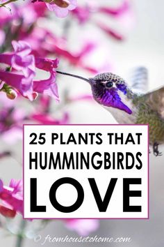 a hummingbird flying over purple flowers with the words 25 plants that hummingbirds love