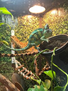 a green chamelon sitting on top of a potted plant in a greenhouse