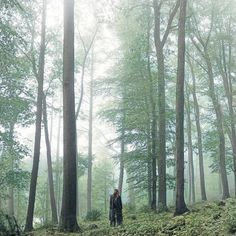 a person standing in the middle of a forest