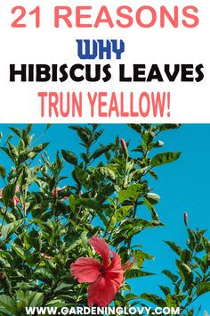 Can we revive and fix Hibiscus Yellow Leaves (21 tips) Caring For Hibiscus Plants, Hibiscus Leaves Turning Yellow, Plant Hibiscus, Hibiscus Varieties, Flower Planting Guide, Diy Fertilizer