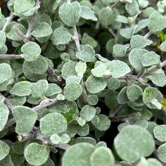 Silver foliage of Helichrysum petiolare – Licorice Plant Helichrysum Petiolare, Silver Plant, Flamingo Flower, Green Backdrops