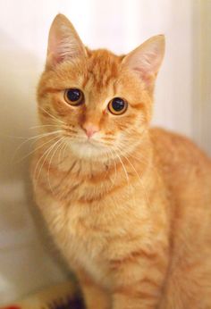 an orange tabby cat sitting on top of a bed next to a white wall