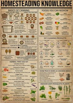 Cooking Hobby, Magia Das Ervas, Camping Ideas, Survival Tips, Survival Skills, Permaculture