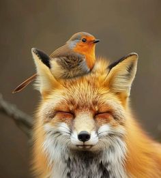 a bird sitting on top of a fox's head with it's eyes closed