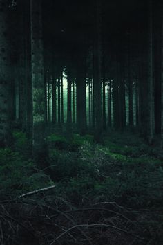 a dark forest filled with lots of tall trees