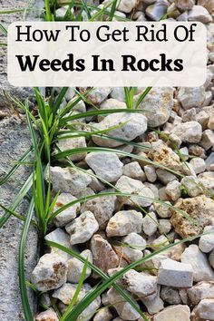 rocks and grass with the words how to get rid of weeds in rocks on it