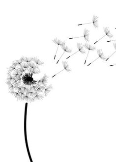 a dandelion blowing in the wind on a white background